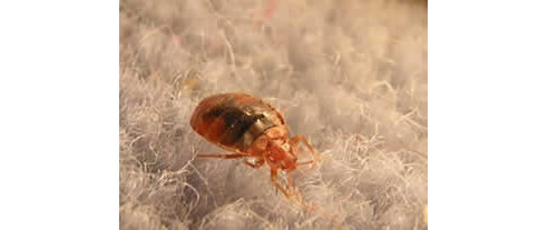 Bed Bug Pest Control | Exopest South Melbourne VIC 3205