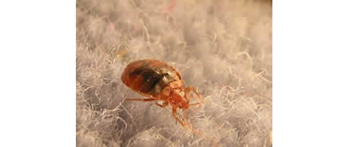 bed bug close up