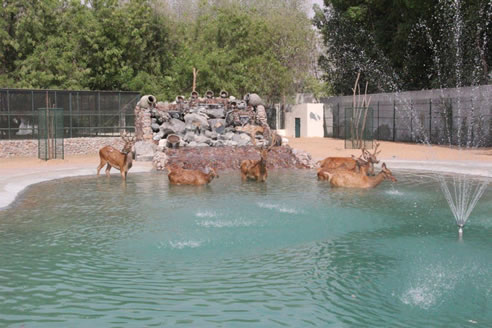 reindeer in chlorine free pool