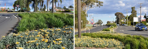 dianella grass in road side landscaping
