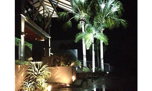up lit palm trees