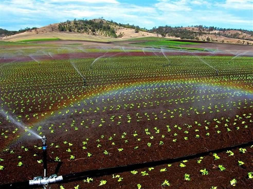 lettuce farm irrigation pump system
