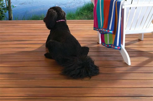dog on composite deck