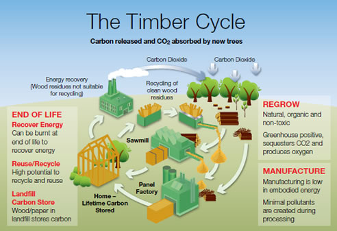 timber processing cycle