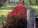 Photinia Red Robin