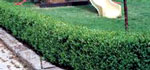 Buxus Japonica
