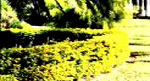 Duranta Sheena's Gold
