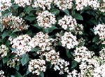 Viburnum Tinus