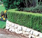 Buxus Sempervirens