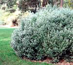 Westringa Fruiticosa