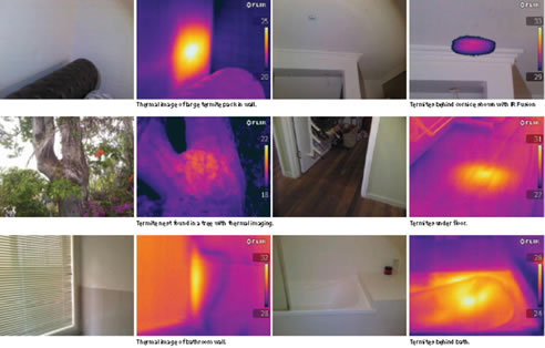 thermal pest inspection images