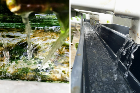 Algae growth completely eliminated from growing channels by Waterco