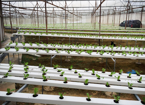 Propagation time virtually halved, lifespan increased after harvesting by Waterco