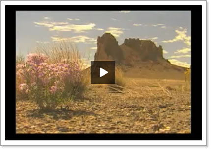 Video Of The Week
