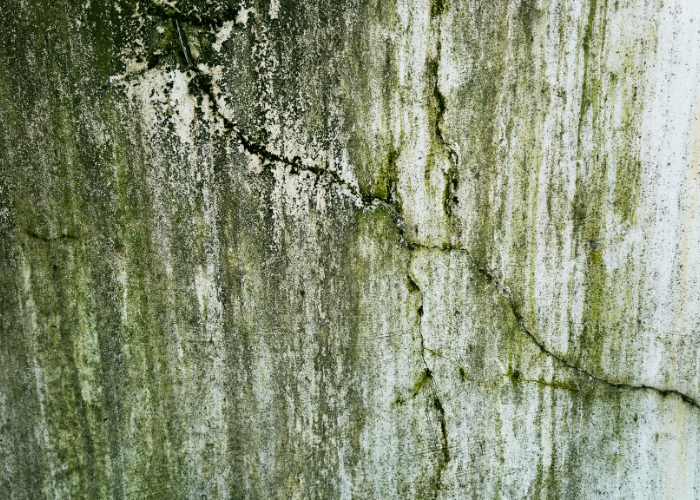 Mould-Resistant Insulation for Homes by Bellis