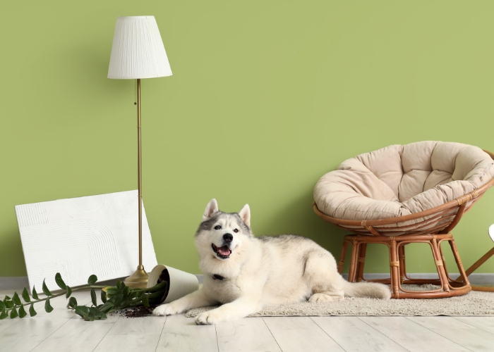 Pet Friendly Laminate Flooring by Preference Floors