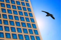 	Bird Strike Window Film by Solar Gard	
