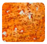 Lustre FX