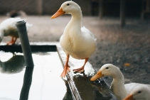 	Safe Cleaner for Troughs by Bio Natural Solutions	