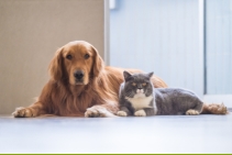 	Grooming Wipes for Pets by Bio Natural Solutions	