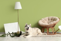 	Pet Friendly Laminate Flooring by Preference Floors	