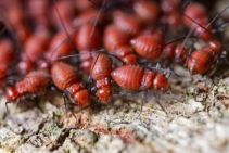 	Minimising Termite Attacks by NASH	