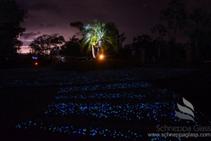 Glow in the Dark Garden Stones from Schneppa Glass