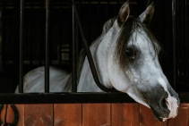 	Safe Wood Coating for Stables by Whittle Waxes	