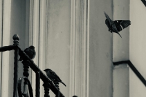 	Window Films for Bird Safety by Solar Gard	