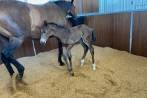 	Advantages of Buckaroobarn Designed Ranges for Stabled Horses	