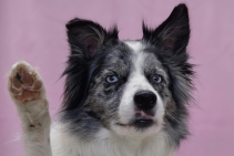 	Pet Proof Insect Screen by Cowdroy	