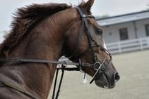 	Racing Horse Stall Refurbishment from Sherwood	