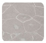 Caesarstone Australia