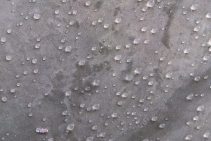 	Weather Resistant Concrete Coating by Radcrete	