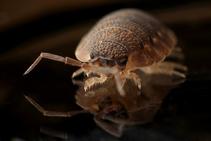 	Effective Bedbugs Infestation Control from Exopest	