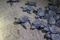 	Balancing Needs: Sea Turtle Conservation and People	