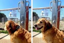 	Stainless Steel Dog Showers for Beaches by Britex	