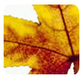 Downes Wholesale Nursery