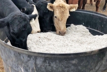 	Round Feed and Water Tub by RELN	