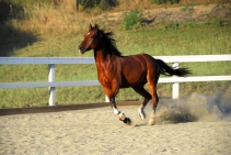 	Stable Ground Reinforcement for Equestrian Facilities by Atlantis	