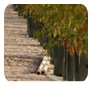 Downes Wholesale Nursery