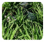Downes Wholesale Nursery