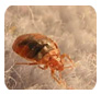 Exopest
