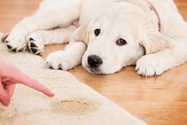 Pet Stain Removal from Carpets with Bio Natural Solutions