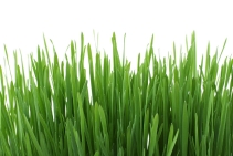 	Odour Remover for Artificial Turf by Bio Natural Solutions	