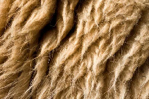 Sustainable Heavy Duty Alpaca Carpets from Velieris