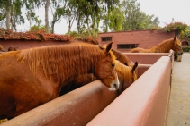 	Chemical Free Trough Cleaner by Bio Natural Solutions	