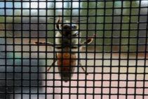 	Automated Insect and Bug Screens from Cowdroy	