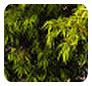 Downes Wholesale Nursery