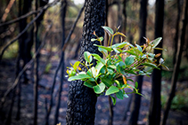 Bushfire Angels Proudly Partnered by DECO